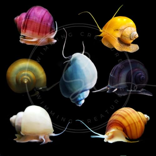 Amazon.com : Swimming Creatures™ Assorted Mystery Snails (3